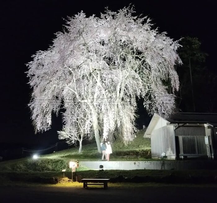 八幡宮社の夜桜
