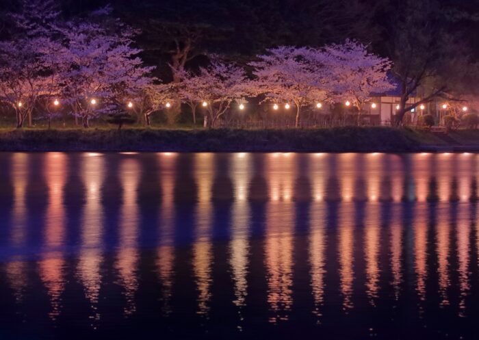 離湖の夜桜