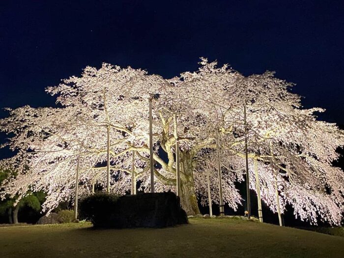 京都府緑化センターの夜桜