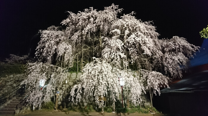 瑠璃寺の夜桜