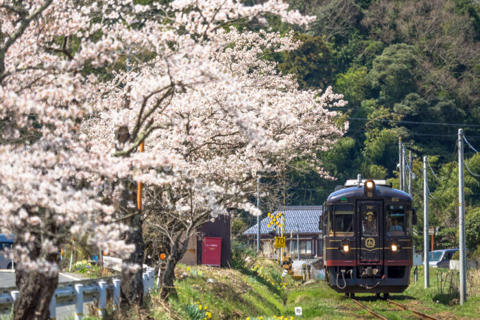 京丹後市・桜