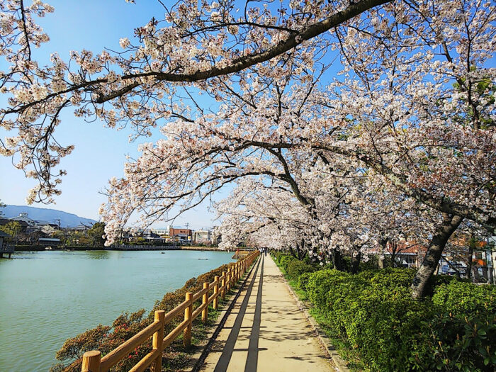 長岡京市・桜