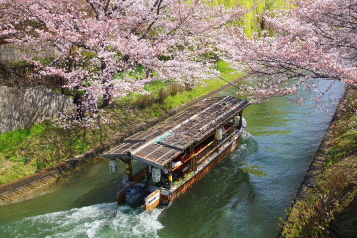 宇治市・桜